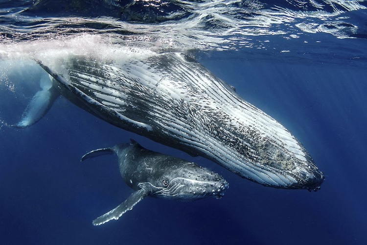 Picture of HUMPBACK WHALES