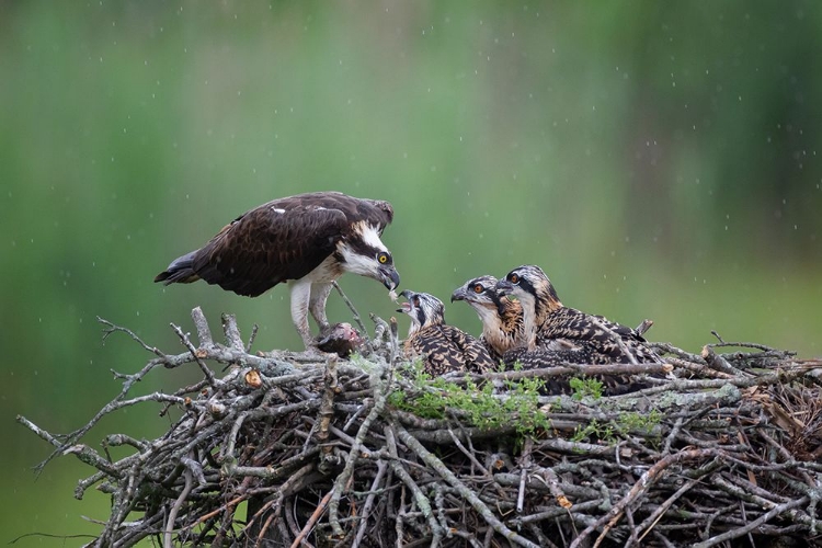 Picture of FEEDING TIME