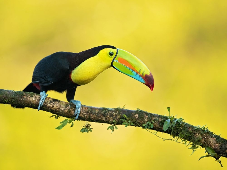 Picture of KEEL-BILLED TOUCAN