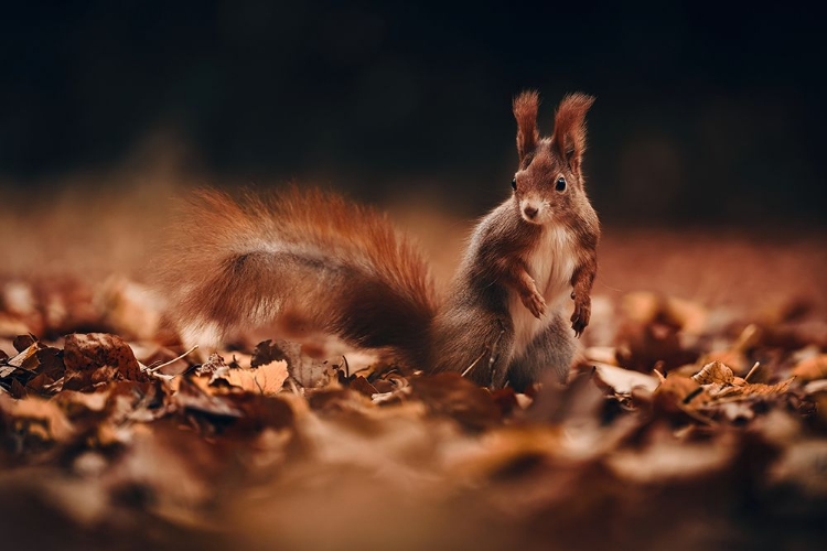 Picture of RED SQUIRREL (SCIURUS VULGARIS)