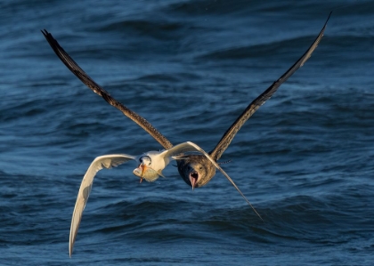 Picture of CHASE ON THE HIGH SEA