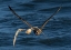 Picture of CHASE ON THE HIGH SEA
