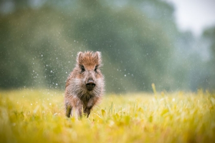 Picture of THE WILD BOAR (SUS SCROFA)