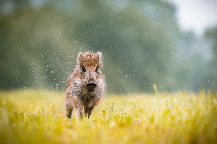 Picture of THE WILD BOAR (SUS SCROFA)