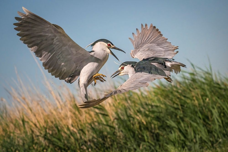 Picture of COURTSHIP