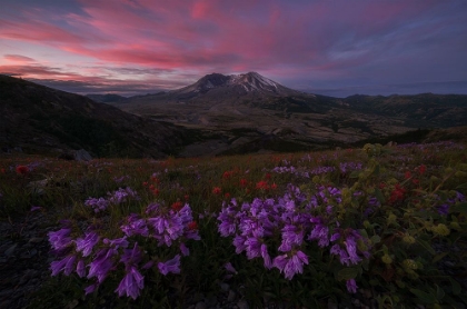 Picture of BLOOMING WILDFLOWER AT MT. ST HELENS