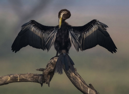 Picture of DARTER DRYING WINGS AT BHARATPUR