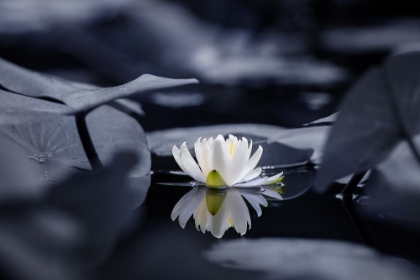 Picture of WATER MIRROR