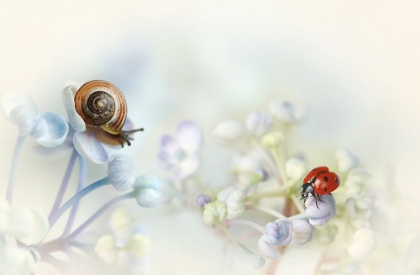 Picture of SNAIL AND LADYBIRD ON HYDRANGEA