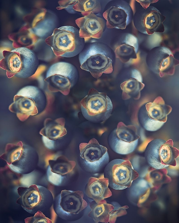 Picture of BLUEBERRIES