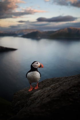 Picture of A PUFFIN WITH A VIEW