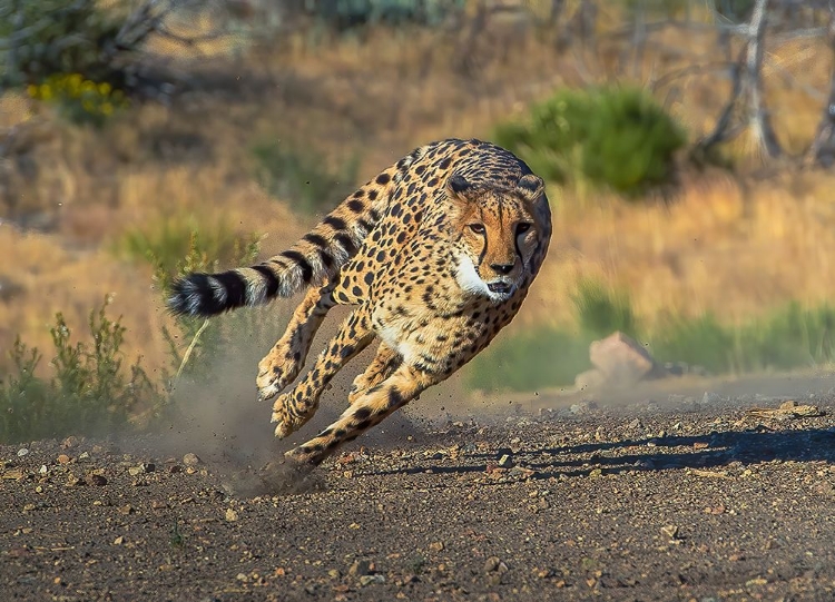 Picture of CHEETAH
