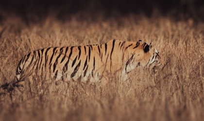 Picture of ARTISTIC TIGER CAMOUFLAGE
