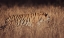 Picture of ARTISTIC TIGER CAMOUFLAGE