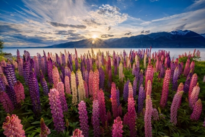 Picture of LUPINS LAKESIDE