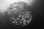 Picture of BALL