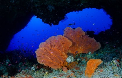 Picture of RED SEA FAN