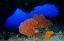 Picture of RED SEA FAN