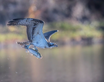 Picture of OSPREY FLYING WITH FISH