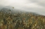 Picture of IN THE FIELD