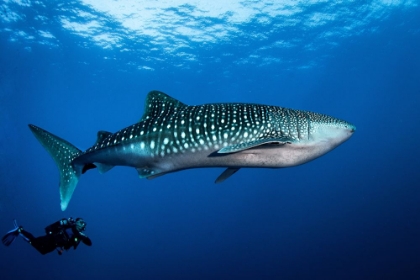 Picture of WHALE SHARK AND DIVER