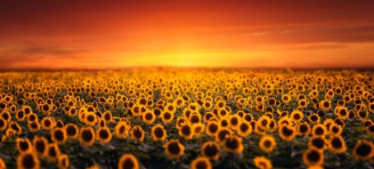 Picture of SUNSET ON SUNFLOWER FIELD