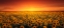 Picture of SUNSET ON SUNFLOWER FIELD