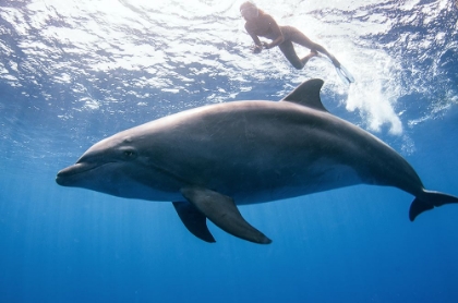 Picture of DOLPHIN AND HUMAN