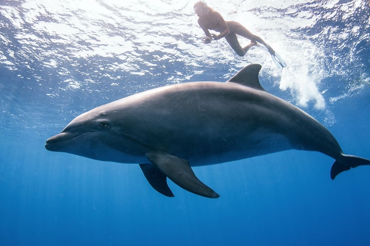 Picture of DOLPHIN AND HUMAN