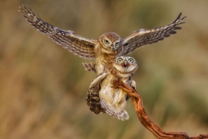 Picture of LITTLE OWLS