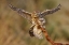 Picture of LITTLE OWLS