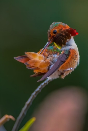 Picture of HUMMINGBIRD
