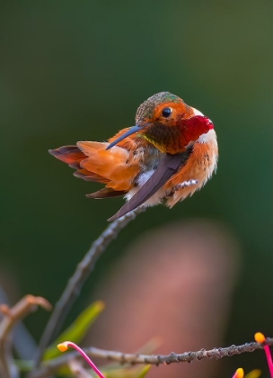 Picture of HUMMINGBIRD