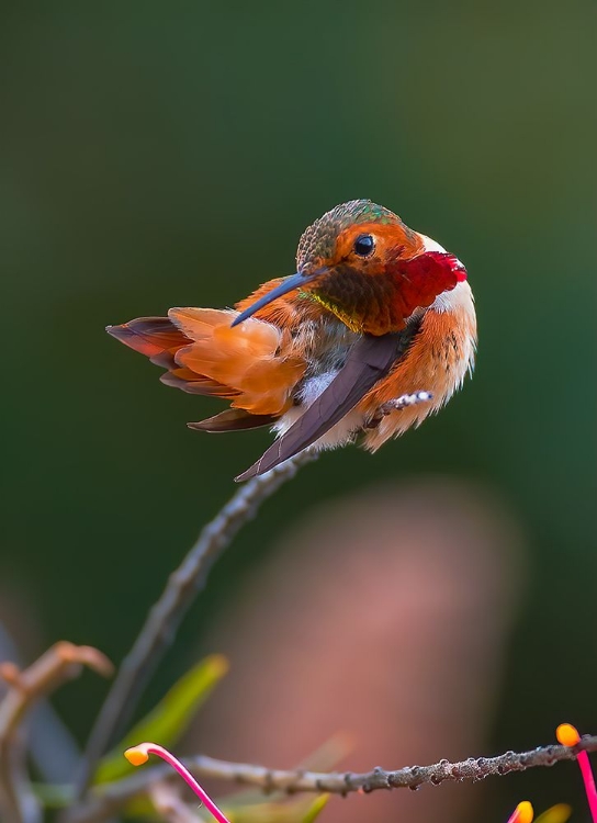 Picture of HUMMINGBIRD