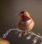 Picture of HUMMINGBIRD