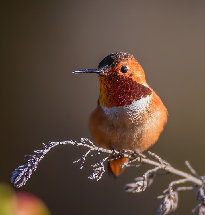 Picture of HUMMINGBIRD