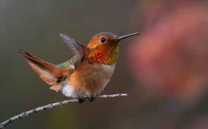 Picture of HUMMINGBIRD