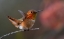Picture of HUMMINGBIRD