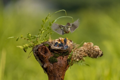 Picture of THE BABIES NEED FEEDING