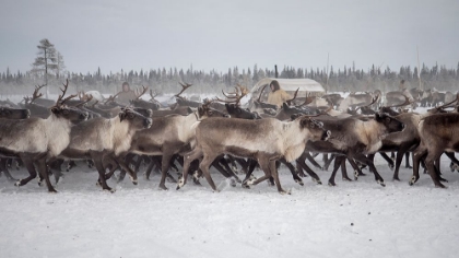 Picture of HERD IN THE CAMP