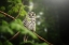 Picture of URAL OWL