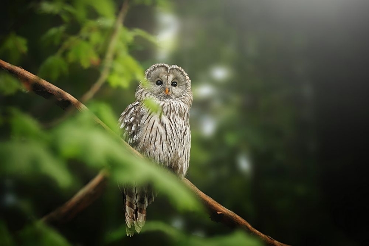 Picture of URAL OWL