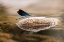 Picture of DAMSELFLY