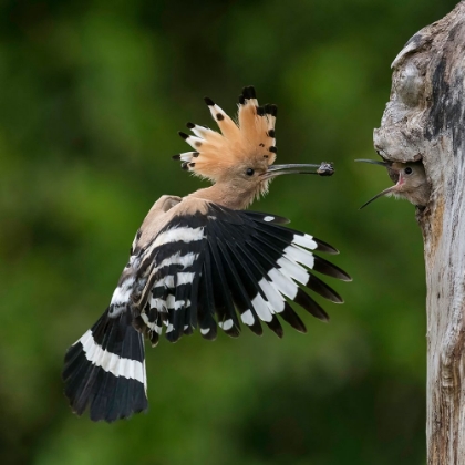 Picture of FEEDING