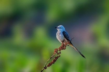 Picture of SCISSOR TAILED FLYCATCHER