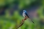 Picture of SCISSOR TAILED FLYCATCHER