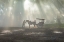 Picture of RAW OF LIGHT