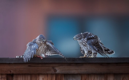 Picture of DINNER TIME