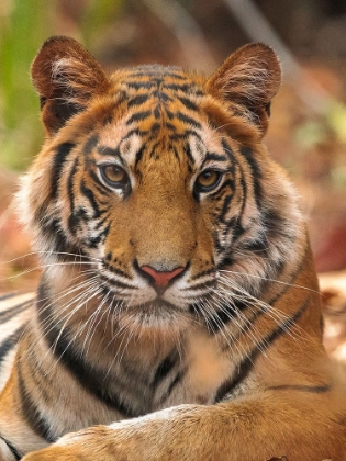 Picture of THE TIGER PORTRAIT