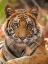 Picture of THE TIGER PORTRAIT